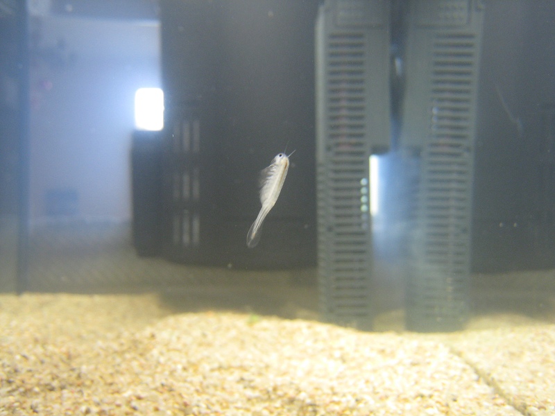 http://ftb.free.fr/triops/IMG_5884.JPG