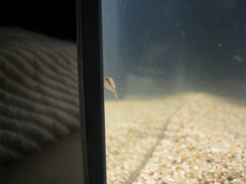 http://ftb.free.fr/triops/IMG_5893.JPG