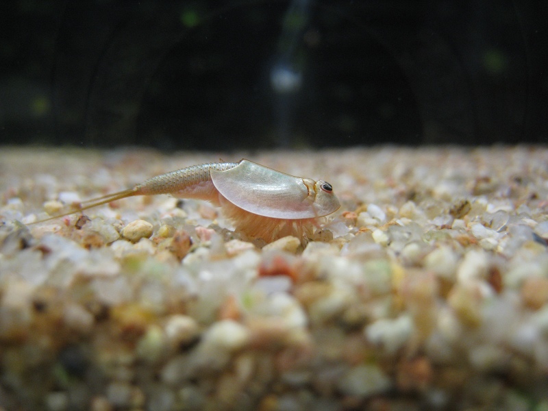 http://ftb.free.fr/triops/IMG_5948.JPG