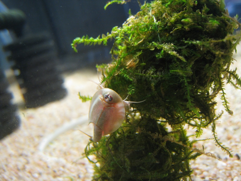 http://ftb.free.fr/triops/IMG_5964.JPG